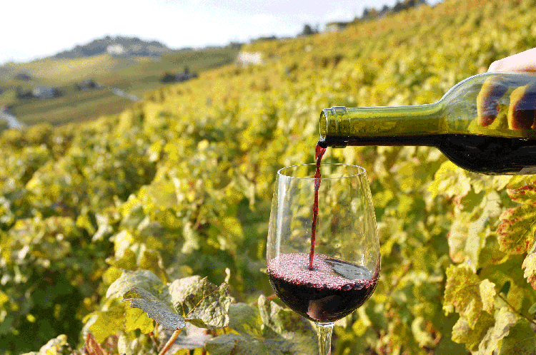 Wineries of Moldova: The best of the Best!